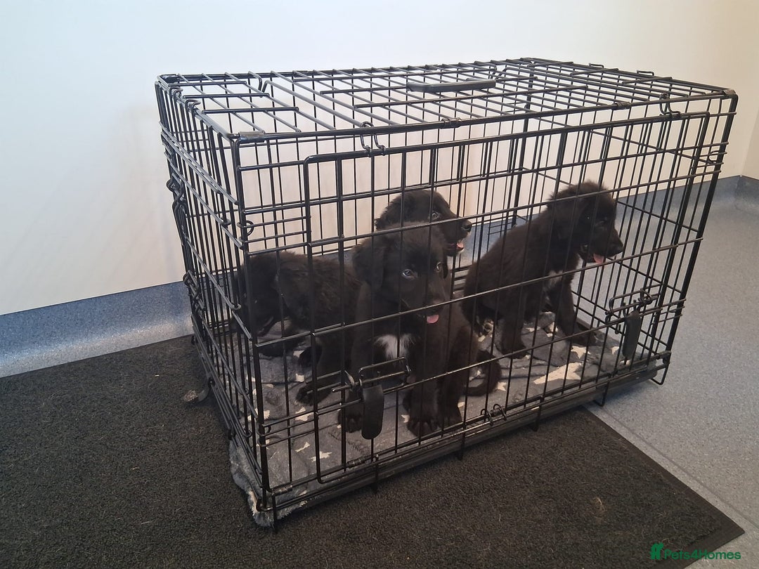 Mixed Breed dogs for sale: Portuguese water dog x Golden retriever puppies  - Image 16