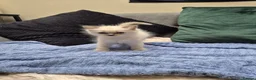 Ragdoll cats for sale: Blue Eyed Ragdolls FOR SALE - Advert 10
