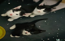 Siamese cats for sale: Four Siamese mix kittens - Image 5