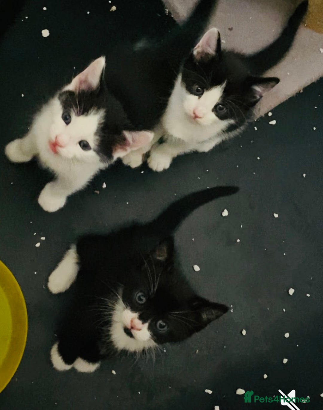 Siamese cats for sale: Four Siamese mix kittens - Image 5