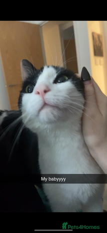 British Shorthair cats - Advert 1