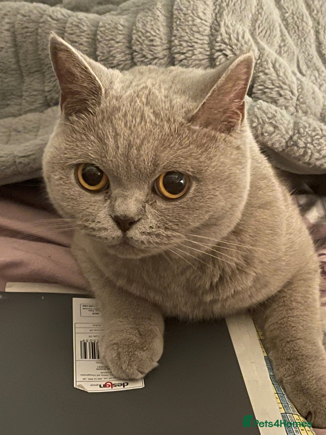 British Shorthair cats for sale: For adoption  - Image 5