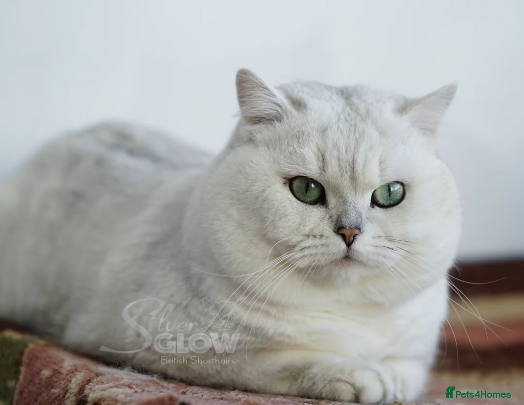 British Shorthair cats for sale: BSH reg kittens, Silver & Gold - Advert 13