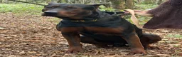 Chinese Red Dog dogs for sale: 2 CHINESE RED DOG GIRLS LEFT 🇨🇳 🐶 ( AVAILABLE ) - Advert 25