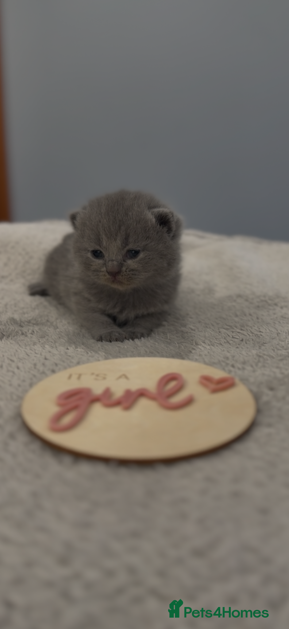 British Shorthair cats Beautiful British Shorthair kittens. - Advert 14