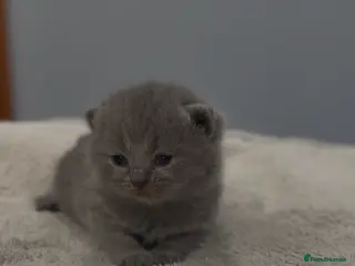 British Shorthair cats Beautiful British Shorthair kittens. - Advert 14