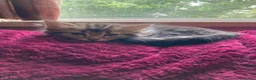 Mixed Breed cats for sale: 10 Loving and Playful Kittens  - Advert 6