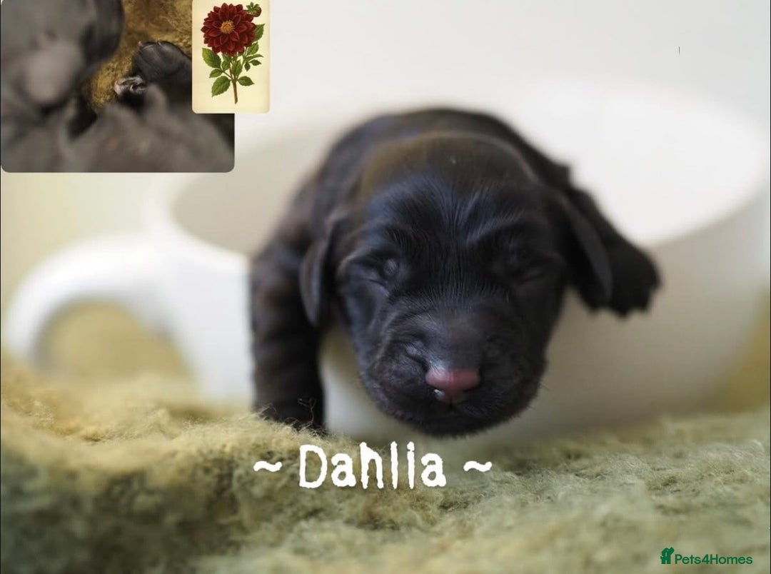 Australian Labradoodle dogs for sale: 5 Australian Labradoodle girls - Advert 10