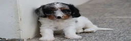 Cavapoo dogs for sale: COCKERLIERPOO puppies for sale - Advert 37