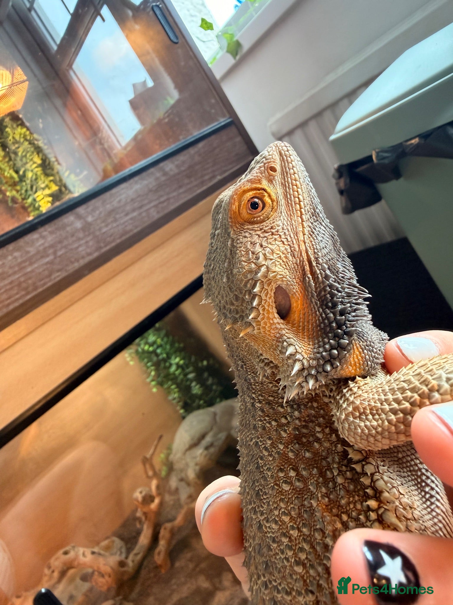 Bearded Dragon reptiles male bearded dragon - Advert 4