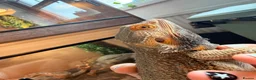 Bearded Dragon reptiles for sale: 2 male bearded dragons  - Advert 3