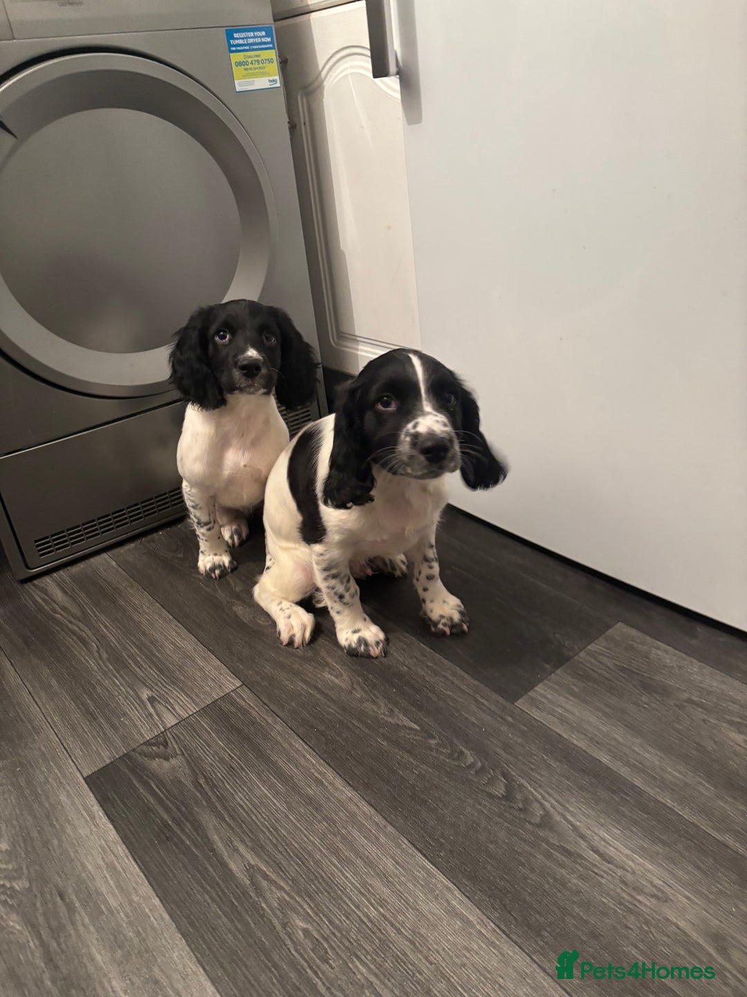 English Springer Spaniel dogs for sale: Springer spaniel pups  - Advert 10