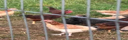 Hens poultry for sale: Wheaten and cuckoo Maran pullets - Advert 1