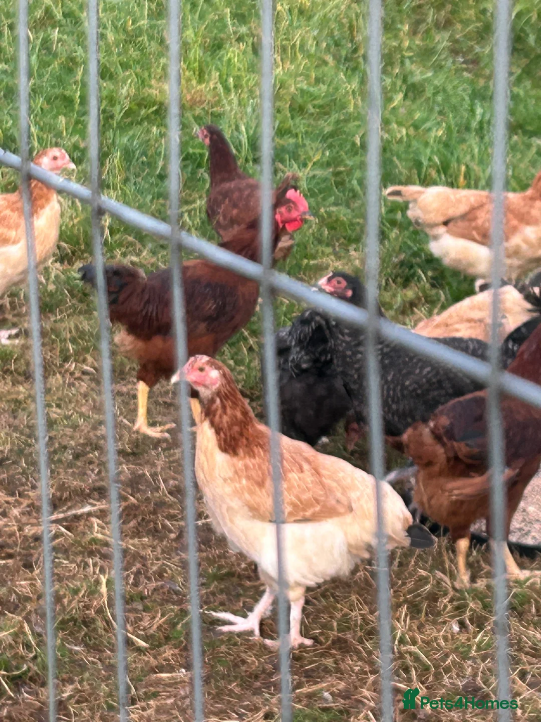 Hens poultry for sale: Wheaten and cuckoo Maran pullets - Advert 1