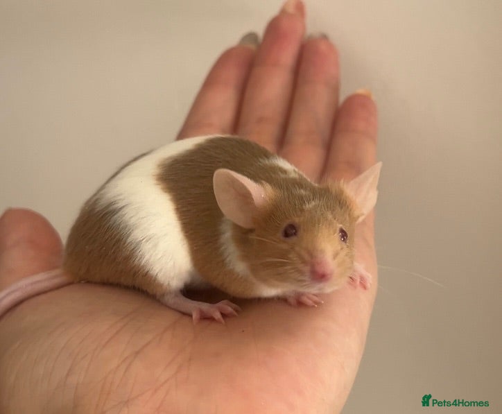 Mouse rodents Fancy mice for homes  - Advert 8