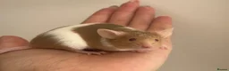 Mouse rodents for sale: Fancy mice for homes  - Advert 1