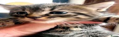 Affectionate Mini Tiger Stripe