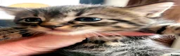 Mixed Breed cats for sale: Gorgeous Litter of 3 healthy vibrant kittens in Lancing - Advert 8
