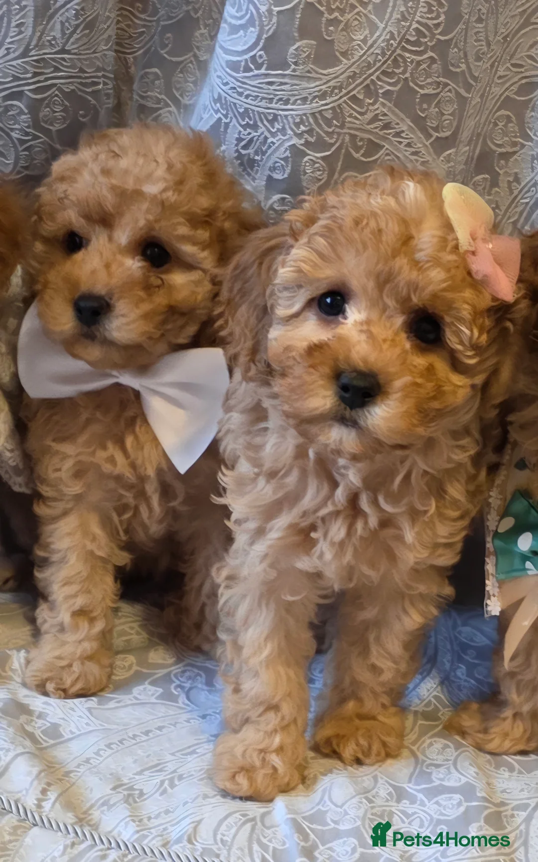 Miniature Poodle dogs for sale: four beautiful little red poodle girls - Advert 19