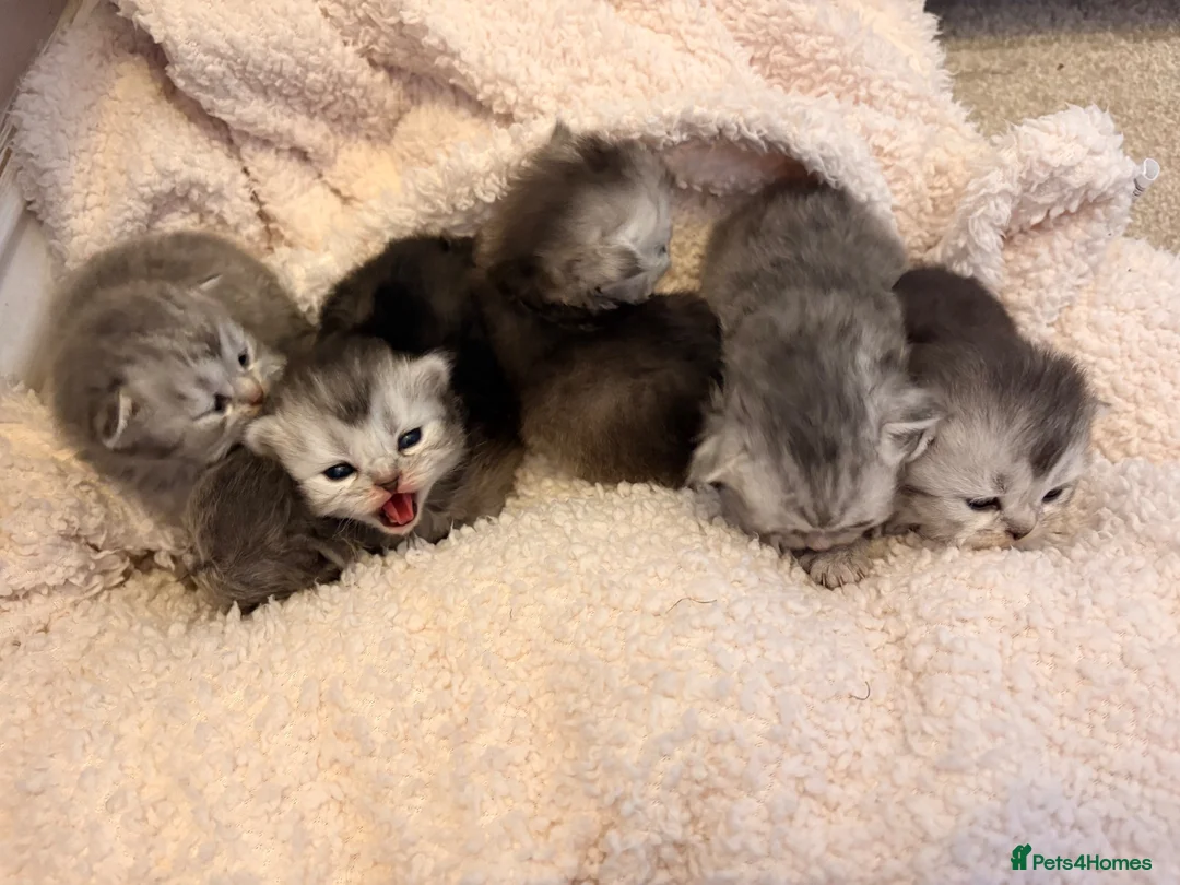 Scottish Fold cats for sale: 6 x Scottish fold kittens - pure bred  - Advert 2