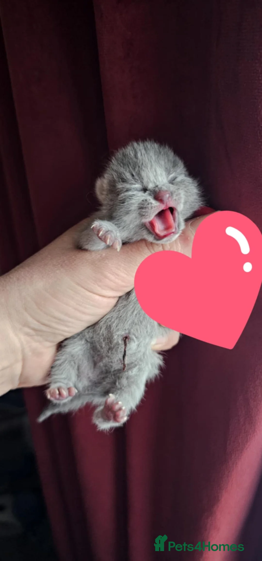 British Shorthair cats for sale: High-Quality British Shorthair Kittens GCCF - Advert 6