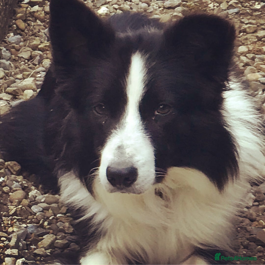 Border Collie dogs for stud: ISDS/KC Registered Border Collie for Stud in York - Image 1