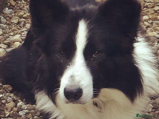 Border Collie dogs ISDS/KC Registered Border Collie for Stud in York - Advert 8