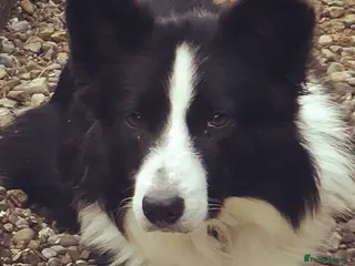 Border Collie dogs ISDS/KC Registered Border Collie for Stud in York - Advert 6