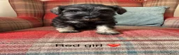 Miniature Schnauzer dogs for sale: KC registered, health tested puppies available  - Advert 8
