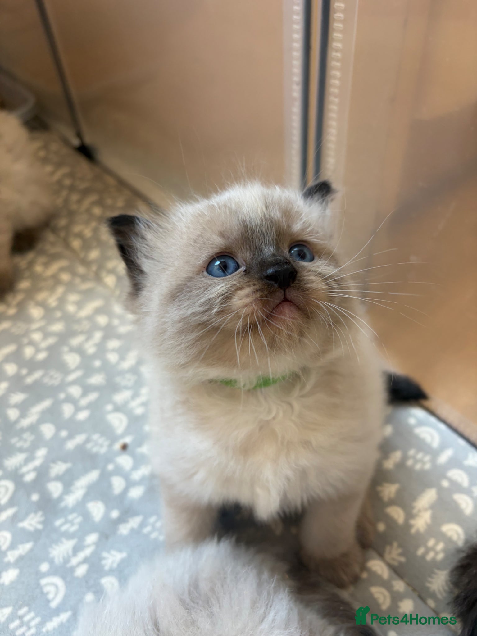 Ragdoll cats Beautiful Ragdoll-type kittens  - Advert 14