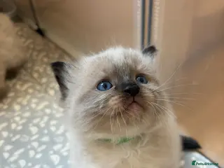 Ragdoll cats Beautiful Ragdoll-type kittens - Advert 14