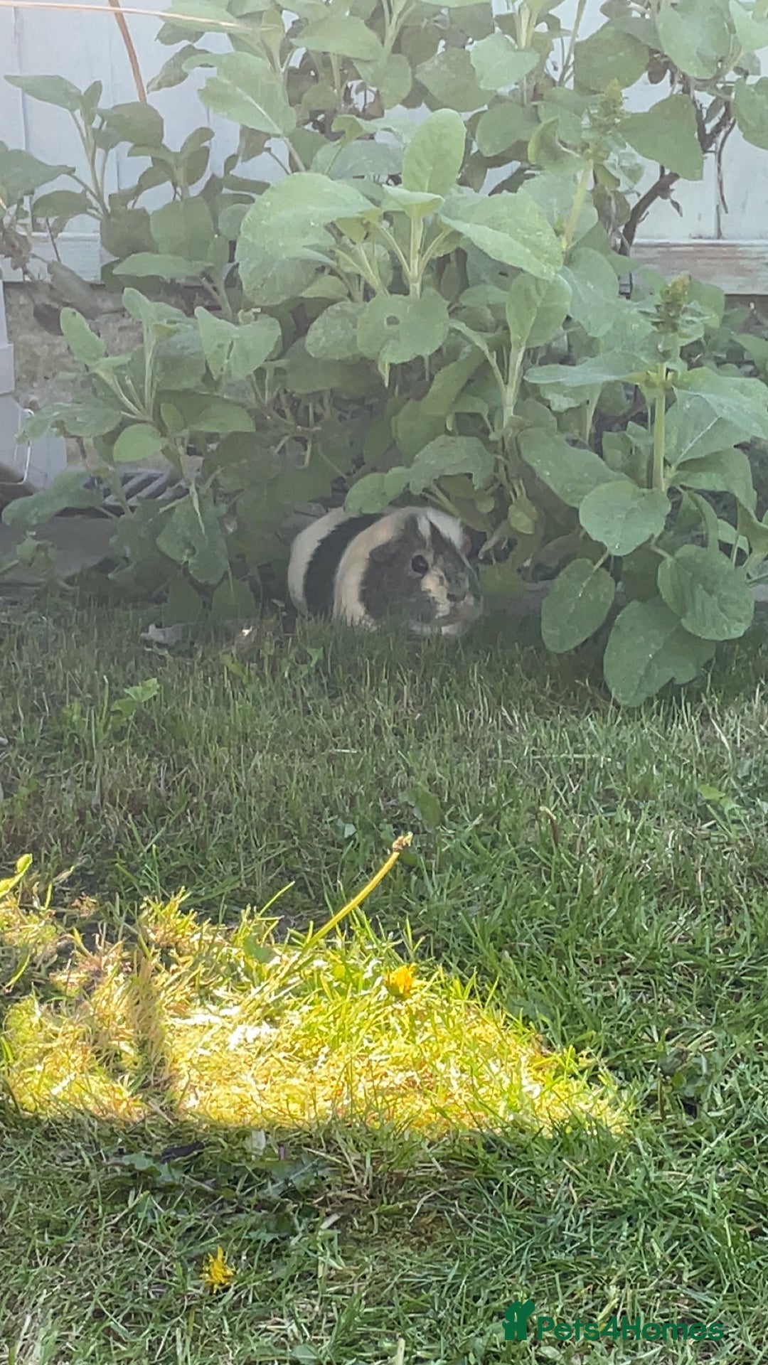 Guinea Pig rodents for sale: 2 male guinea pigs with cage  - Advert 6