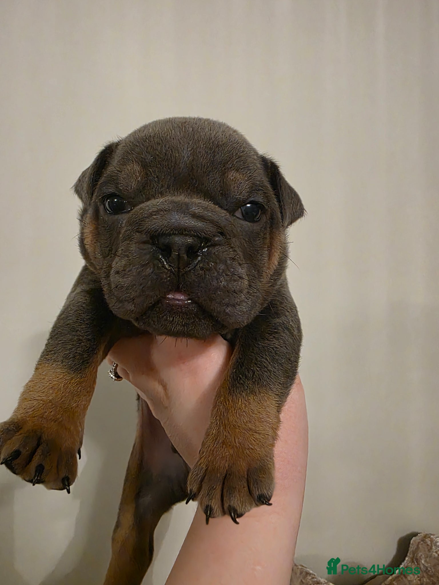 English Bulldog dogs british bulldog pups - Advert 7