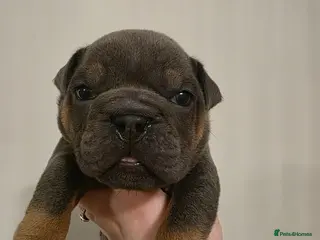 English Bulldog dogs british bulldog pups - Advert 7