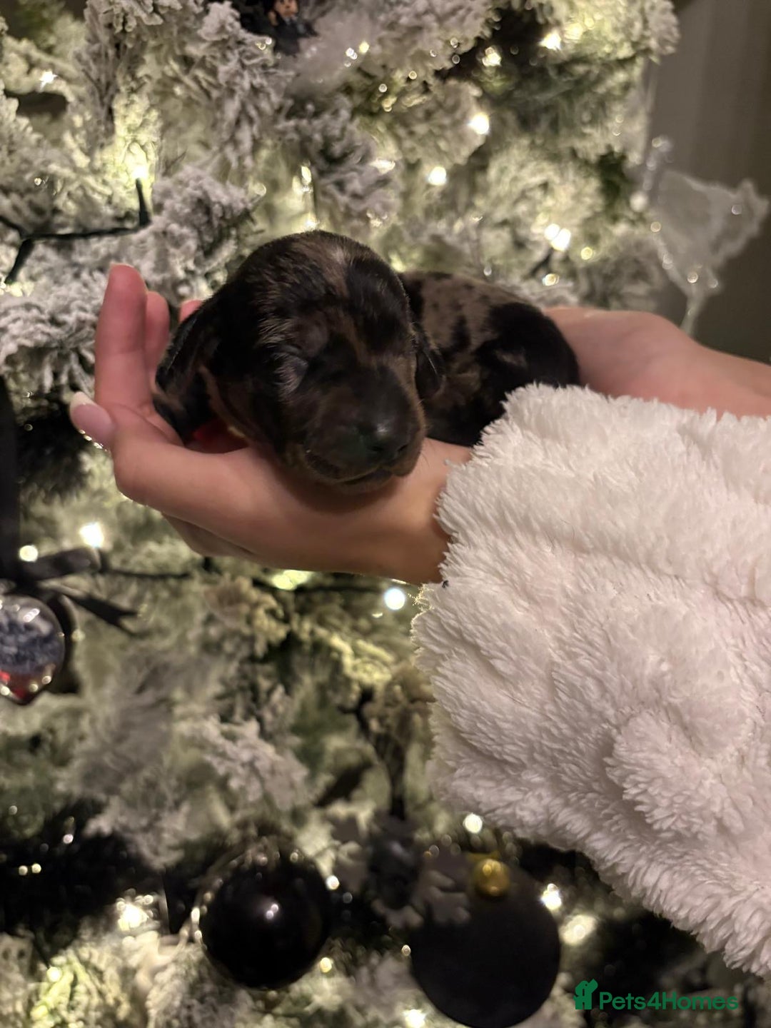 Miniature Dachshund dogs for sale: Miniature dapple daschund puppies for sale - Advert 16