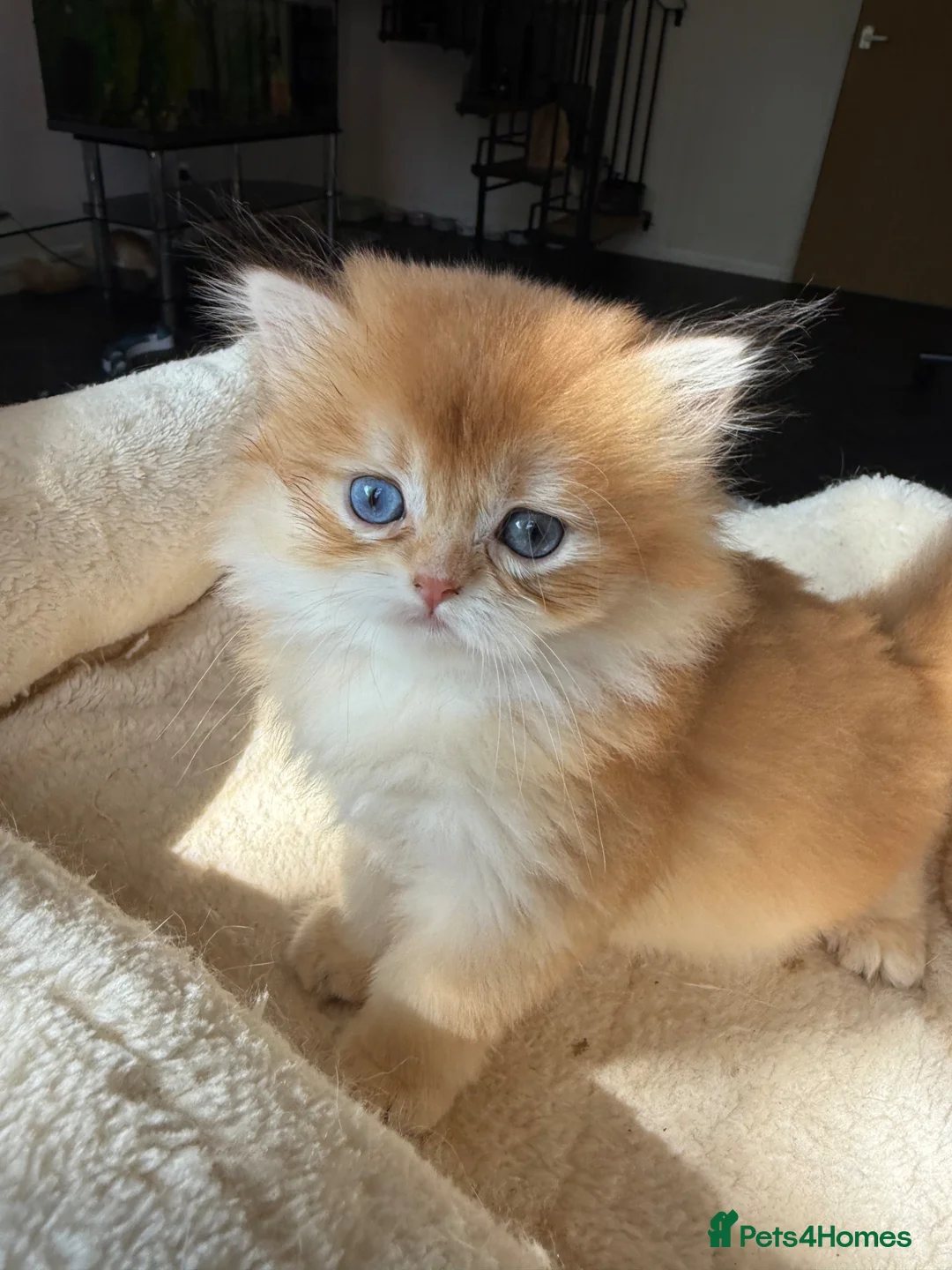 British Shorthair cats for sale: GCCF reg BLH Chocolate Gold Blue Eyes Last Female - Advert 1