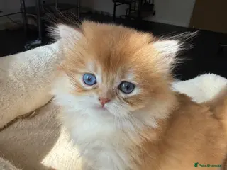 British Shorthair cats for sale: GCCF reg BLH Chocolate Gold Blue Eyes Last Female - Advert 3