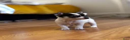Chihuahua dogs for sale: Beautiful Chiuava - Advert 2