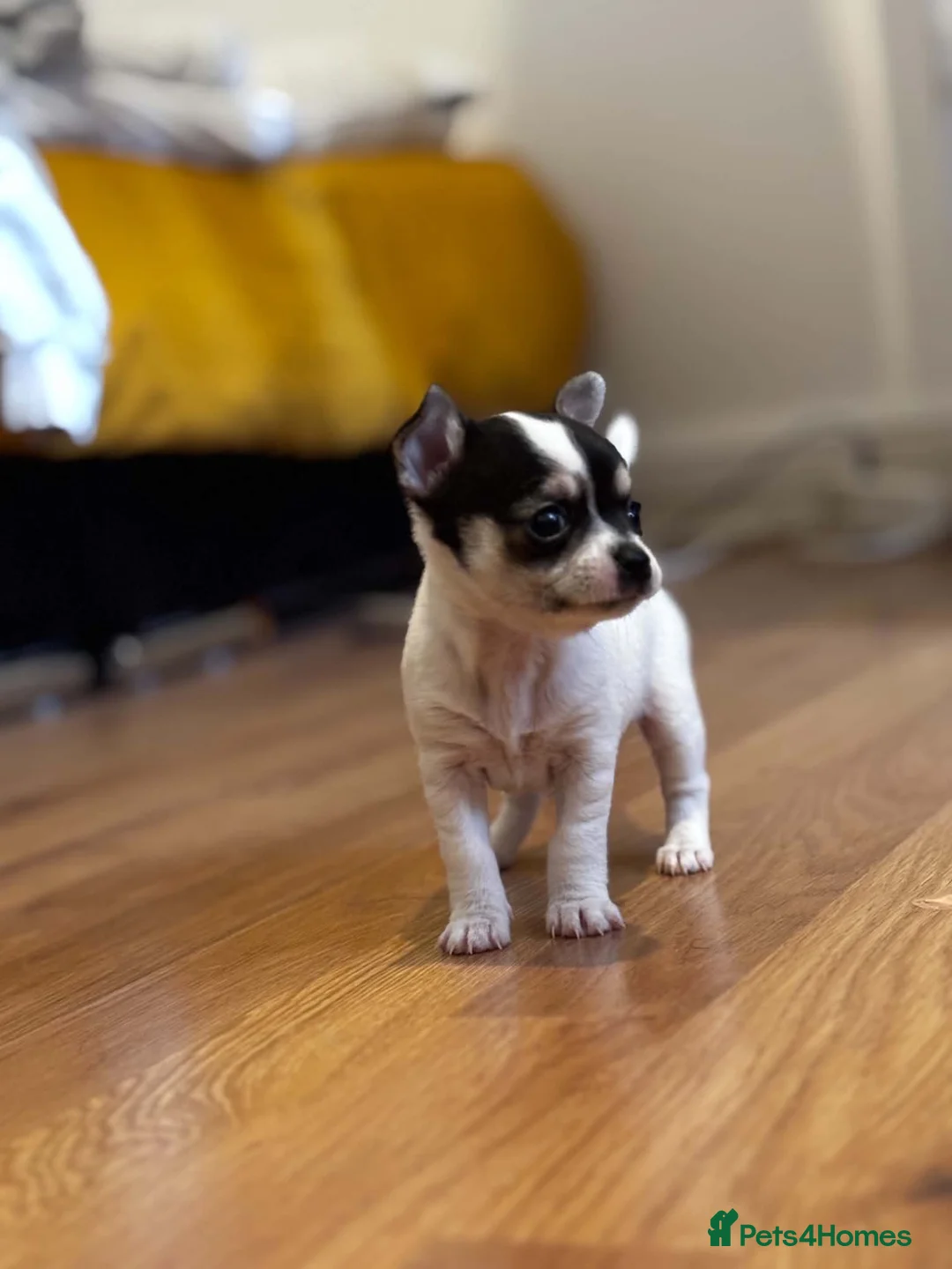 Chihuahua dogs for sale: Beautiful Chiuava - Advert 2