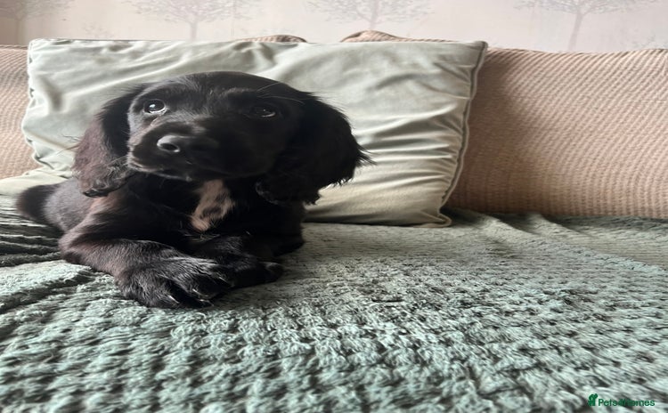 Sprocker dogs - Advert 14