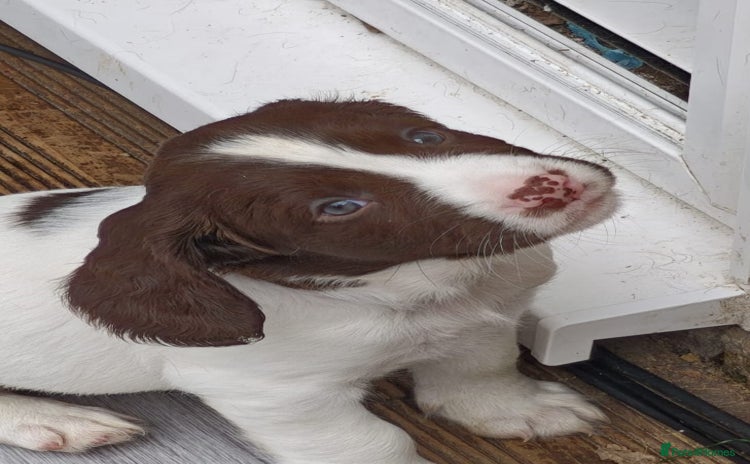 English Springer Spaniel dogs - Advert 3