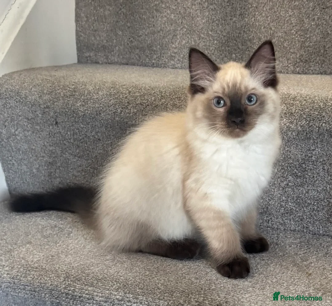 Ragdoll cats for sale: Ragdoll - Advert 4