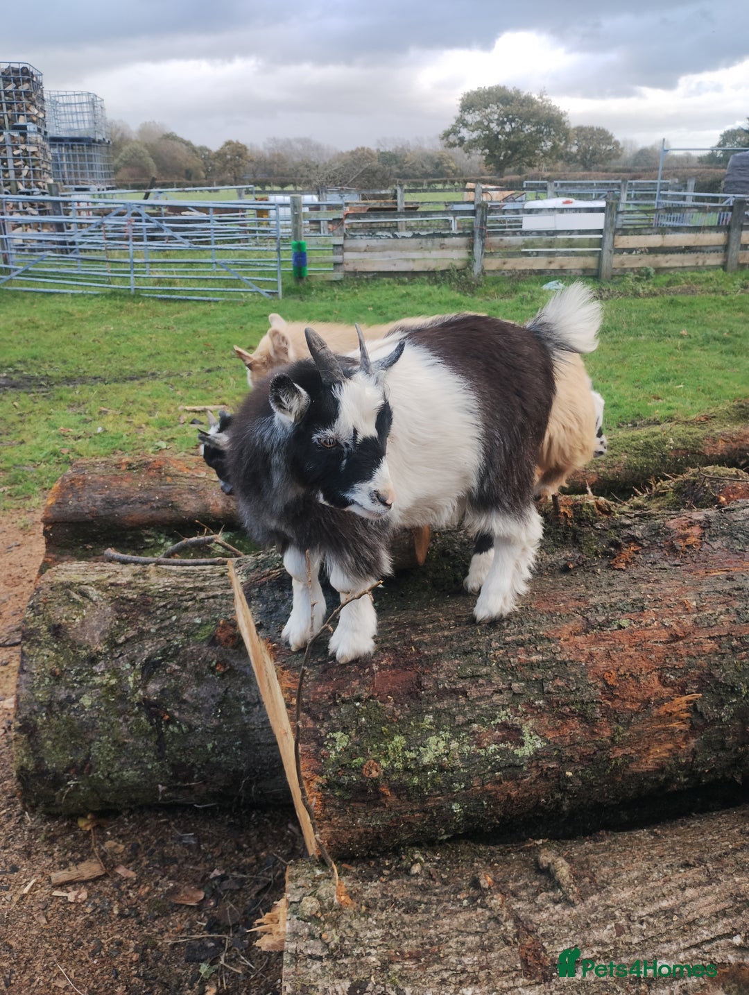 Goats livestock for sale: 2 pedigree registered pygmy goat weathers  - Advert 2