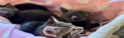 Domestic Shorthair cats for sale: Beautiful kittens for sale - Advert 3