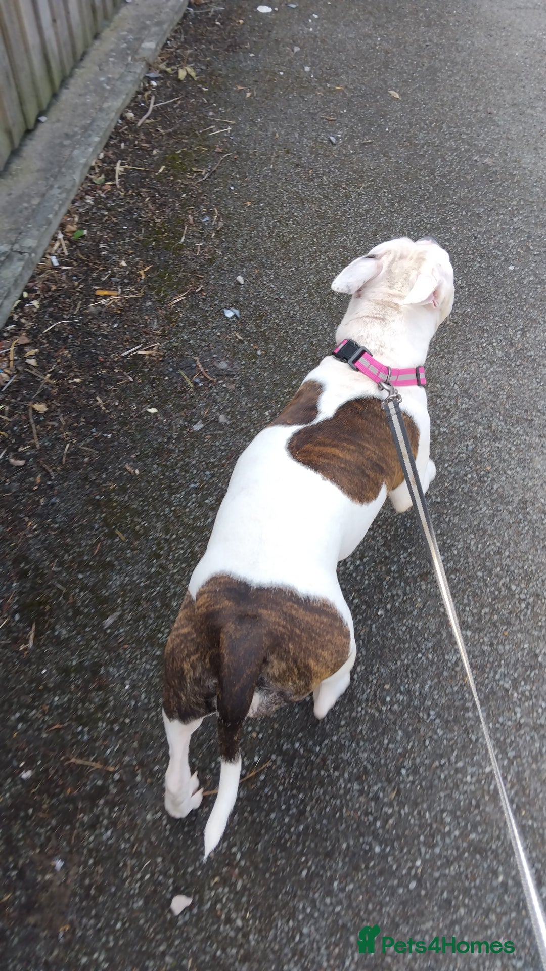 Staffordshire Bull Terrier dogs for sale:  Female 24 weeks/17 months/2 years 9 months in Morecambe - Image 16