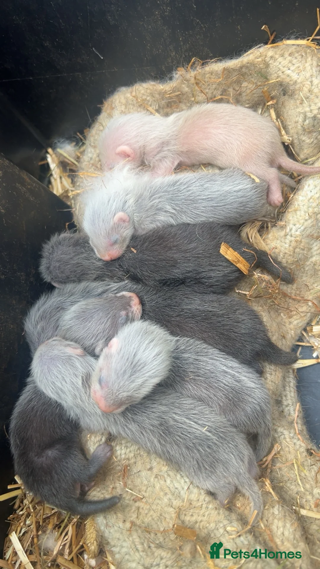 Ferret rodents for sale: Hob ferrets - Advert 4