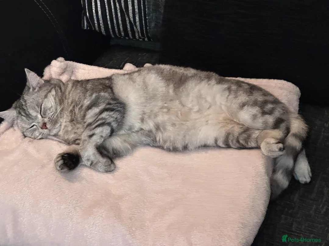 Mixed Breed cats for sale: Rosie - Advert 2