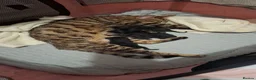 Bengal cats for sale: Beautiful Half Bengal Kittens - Ready Soon - Advert 17