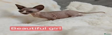 Sphynx Kitten 1
