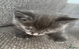 Maine Coon cats for sale: Beautiful Maincoon mix  - Image 15